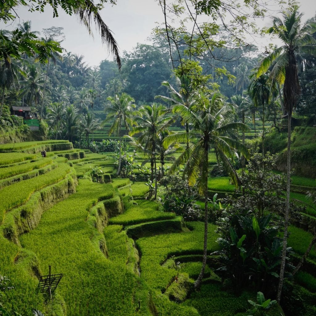 green rice field