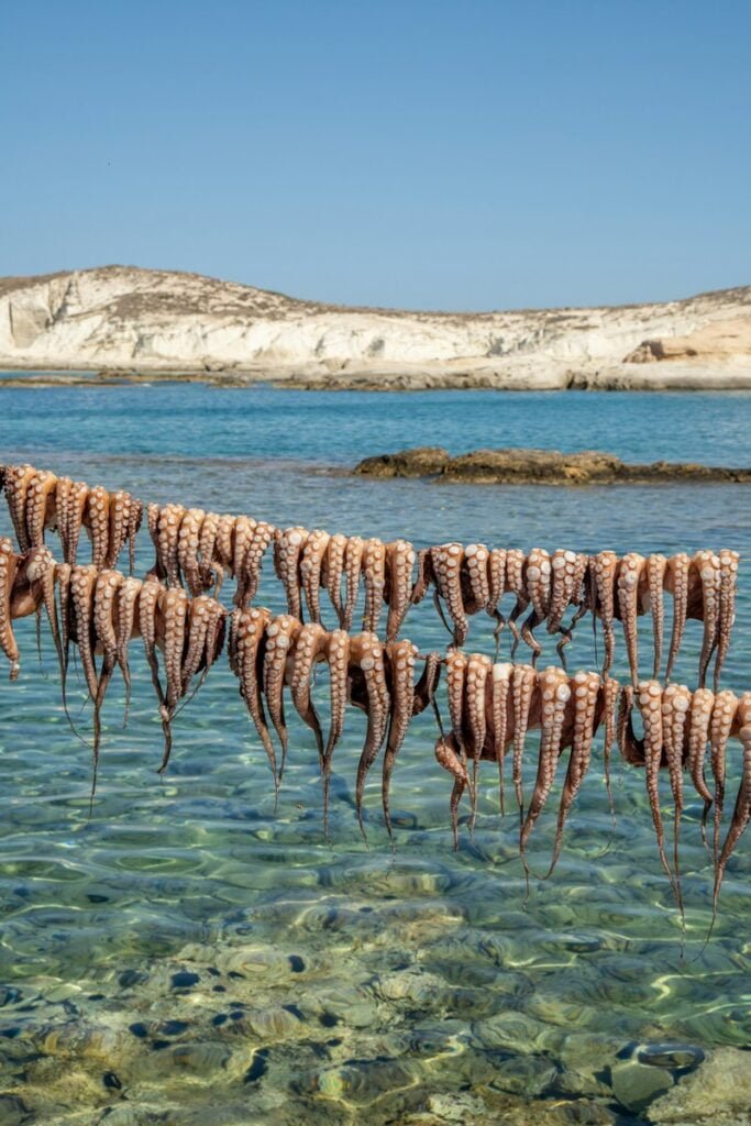 a group of sea urchins hanging from a line in the water